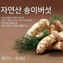 자연산송이버섯 추천 TOP 20