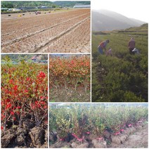 철쭉 영산홍 40cm 특묘 20개묶음 재배농원직송 조경수 정원수 상록수 관상수 철죽 연산홍 생울타리 꽃나무 키우기, 영산홍(빨간꽃) 40cm특묘 20주묶음, 20개
