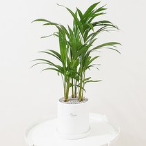 햇살농장 몬스테라 아레카야자 크루시아 테이블야자, 아레카야자+받침대, 1개