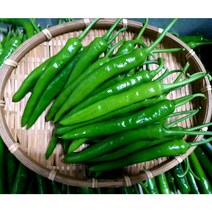 (가락시장까망콩)당일 경매 달고 매콤한 청양고추 500g, 1박스