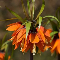 [꽃모종]프리틸라리아(왕패모) : 12cm분, 오렌지뷰티