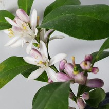 오렌지레몬나무(랜덤)