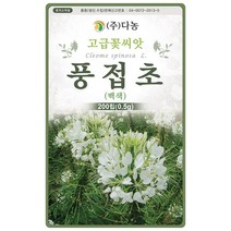 왜성겹 해바라기 50립 - 야생화 씨앗 꽃씨 씨 꽃씨앗 야생화씨앗 고급꽃씨 고급꽃씨앗 테디베어해바라기 만첩해바라기, 17_다농_풍접초(백색)(0.5g)