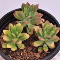 미니벨금 다유기 아프리카 희귀 화분 화초다육 랜덤93-20, 단품