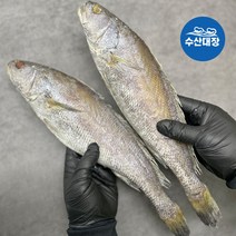 고급 자연산 반건조 통민어 제수용 손질 민어 굴비 2미 특대 아가미 내장제거 소금간, 2미(특대)