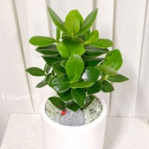 플라워석 크루시아 고급화분 50cm 천연가습 공기정화식물 선물가능 인테리어 플랜테리어 키우기쉬운 반려식물