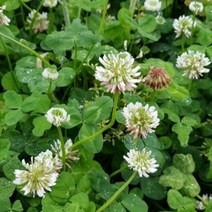 크로바(화이트)1kg 야생화 씨앗 종자, 1kg