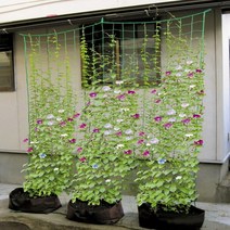 집에서야채키우기 유인줄 오이망 사각넝쿨망500X180cm 그물끈 고추망 2238ea, 예쁜동그라미 본상품선택
