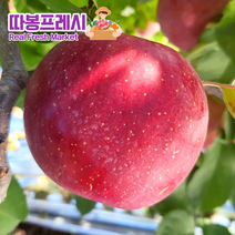 따봉프레시 못생겨도 맛있는 가정용 안동 청송 꿀사과, 1개, 4.5kg
