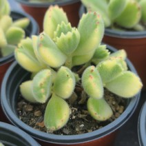 [소소한다육] 웅동자금 코틸레돈속 다육식물, 1개