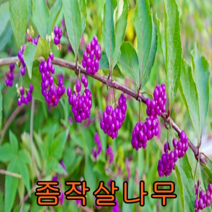 좀작살나무 개화주 키1m 5그루