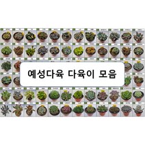[예성다육] 2000 