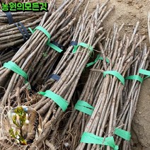 참가시두릅 민두릅나무 묘목 2년생 (특묘) 약용수, 가시두릅
