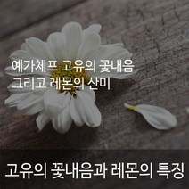 에티오피아 시다모G2 1kg 부드러운고유의꽃향 혀끝에맴도는잔향 레몬향 당일로스팅 신선한원두, 홀빈(원두상태)