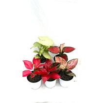 [골든플랜트] 아글라오네마 엔젤 (무기물) 5종세트 레드페이스 레드발렌타인 차이홍 태국홍 밀크콘테티 실내공기정화식물, 1개