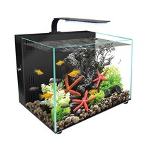 배면섬프어항 초보 열대어 산호 키우기 배면섬프 니모