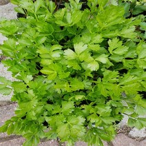 안산 플라워마트 모종 셀러리(샐러리) 3포기