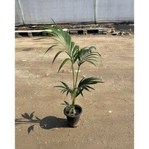 [광합성] 겐차야자 110cm, 1개