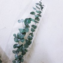 몰드몰 프리저브드플라워 - 유칼립투스 블랙잭