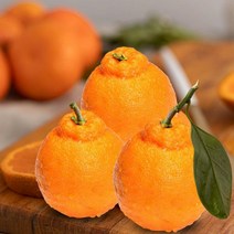 제주특산물 한라봉 프리미엄과 3kg(선물용)