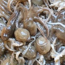 주꾸미 쭈꾸미 알쭈꾸미 활 서산 서해 생물 생쭈꾸미, 1kg 15미 내외