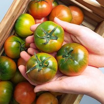 부산 대저토마토 고당도 토마토 2.5kg 소과 중과 대과, 대저토마토2.5kg L