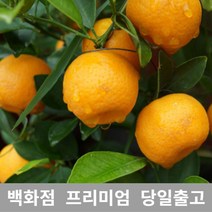 도봉물산특가_[국내산] 가락청과네 한라봉 5kg 제주한라봉 제철 제주도 가격, 1, 본상품선택