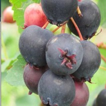 묘목/준베리(발레리나) 삽목2년 포트 G0190