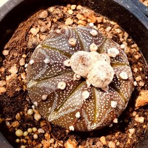 [올식스] 슈퍼투구 53 선인장 다육식물 다육이 키우기 공기정화식물 개업화분