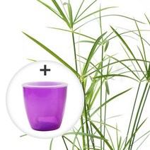 미미네가든 자동급수 시페루스 화분 키우기 세트, 단품