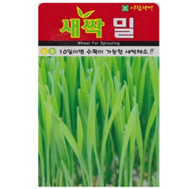 [소포장] 국산 재래종 조선밀 새싹밀 밀싹 씨앗 30g