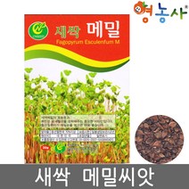 새싹 메밀씨앗 30g