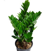 도도팜 복들어오는 금전수 보석금전수 공기정화식물, 03.금전수 (중89) 1개