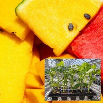 에바다 가정원예용 우리집텃밭 망고수박모종10주, 흑피애플수박모종40주