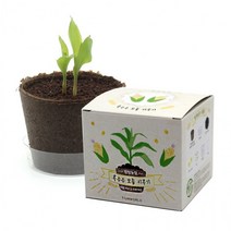 팜팜농장 옥수수 모종키우기(초보농부의 첫걸음) (ICE), 상세페이지 참조, 상세페이지 참조