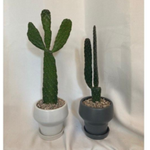 귀여운 만세선인장2개 세트 미니선인장, 화이트&그레이