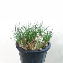 알뿌리 식물~알부카
