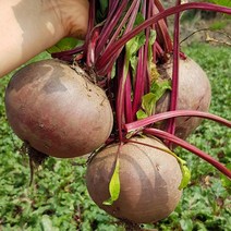 갓 수확한 제주 재연팜 레드비트 5kg 1박스