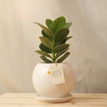 써니사이드플랜트 공기정화식물 크루시아 미니 화분 키우기 쉬운 식물