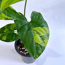 옐로우 싱고니움 43, 1개