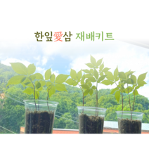 한잎애삼 새싹삼 재배키트, 재배키트1개+카네이션조화1개