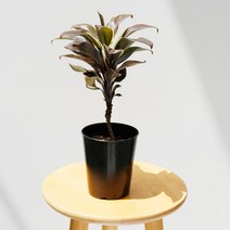 아침향기 공기정화식물 중형 대형 화분 중형몬스테라 특별할인, 코르딜리네(중형), 1p