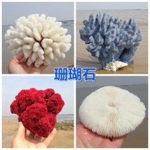 철갑상어키우기 구피암컷 베타암컷 천연 산호 화초 돌패각 소라껍데기 조경 가구 장식, 17 크림색