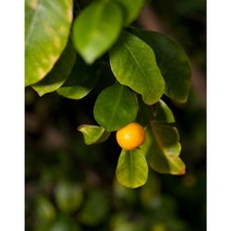 [꽃담은나무] 귤나무 모음, 7.레드향나무 H0.4*W0.3