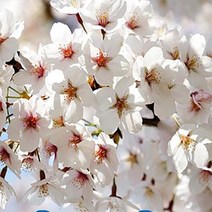 순희농장 겹왕벚묘목 왕벚나무묘목 포트1m 조경수 정원수, 왕벚나무 1m전후  (포트 1개), 1개