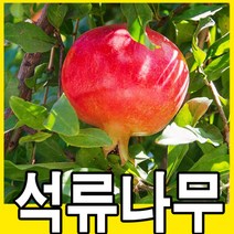 슈퍼석류나무 묘목 3년생 과실수 키우기 정원수