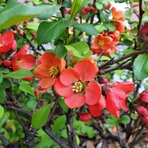 명자나무(산당화)수고90cm분(4주묶음)묘목/F1316