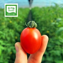 [당일수확] 유기농 대추 방울 토마토 2kg 3kg 5kg 큰손농부, 대과