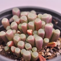오십령옥 다육이 오십옥 플랜테리어 홈가드닝 다육랜덤1-30, 단품, 1개