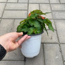 [가든테라스] 세작베고니아 베고니아 세작엔시스 볼리비엔시스, 1개